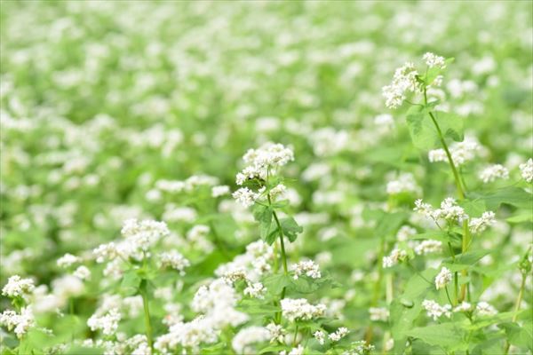 白い色をした蕎麦の花 鉄分の多い黒いはちみつが採れる