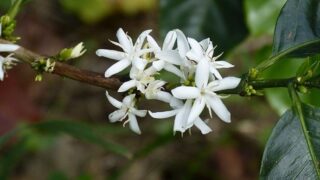 「コーヒー花はちみつ」を砂糖の代わりにコーヒーに入れると